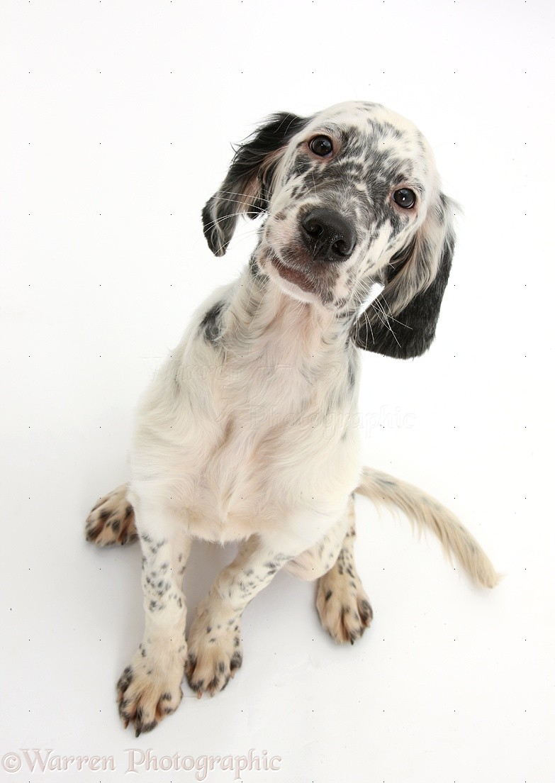 Blue Belton English Setter Puppies For Sale