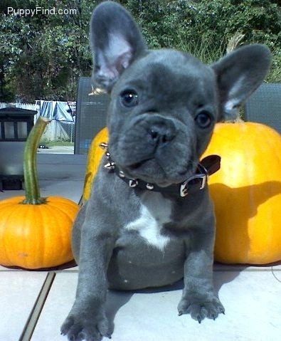 Blue French Bulldog Pictures