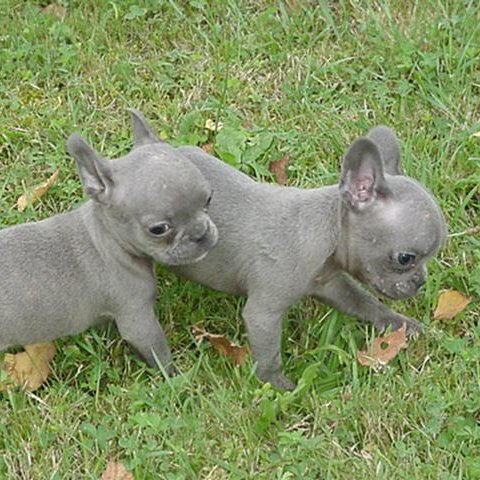 Blue French Bulldog Pictures