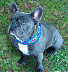 Blue French Bulldog Pictures