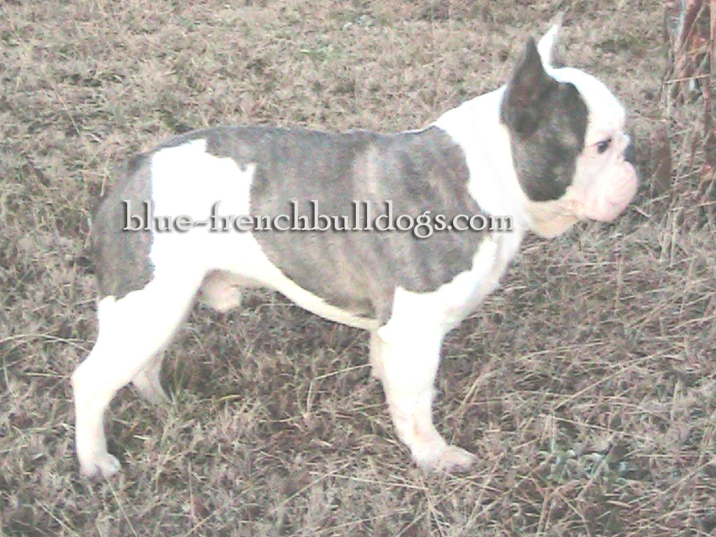 Blue French Bulldog Pictures