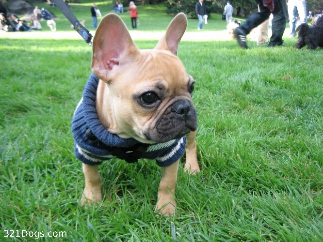 Blue French Bulldog Pictures