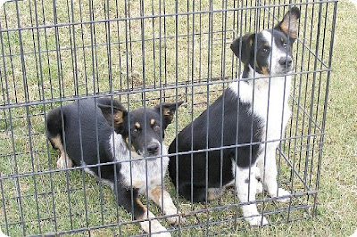 Blue Heeler Australian Shepherd Mix Puppies