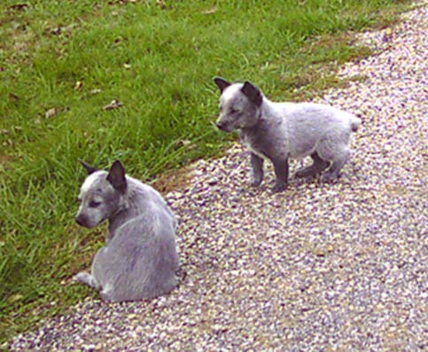 Border Collie Australian Cattle Dog Mix Puppies