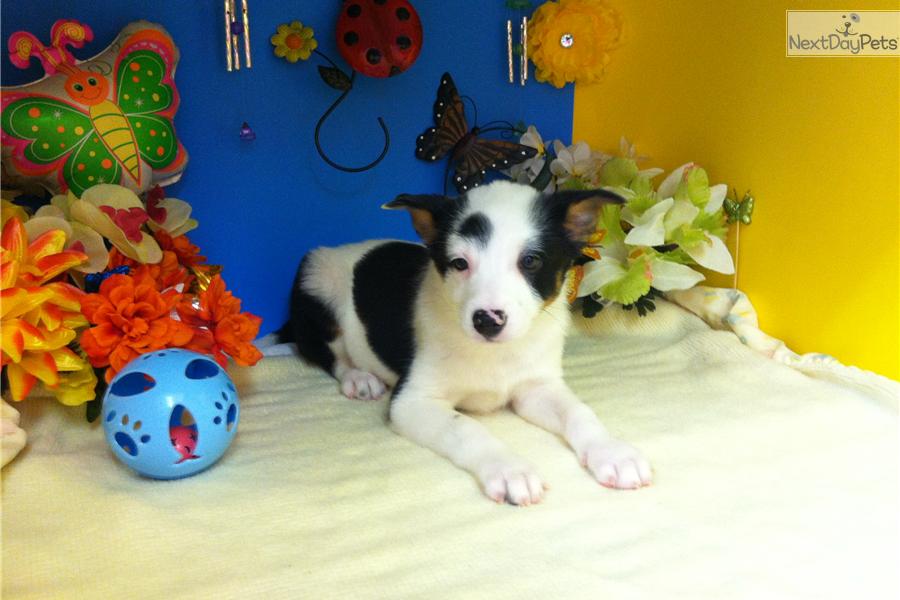 Border Collie Australian Cattle Dog Mix Puppies