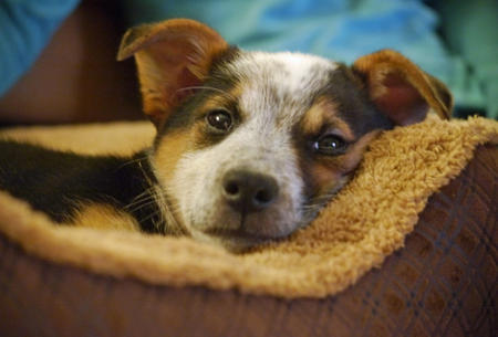 Border Collie Australian Cattle Dog Mix Puppies