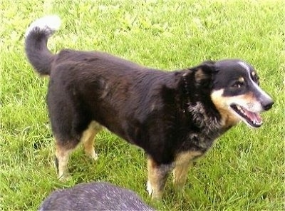 Border Collie Australian Cattle Dog Mix Puppies