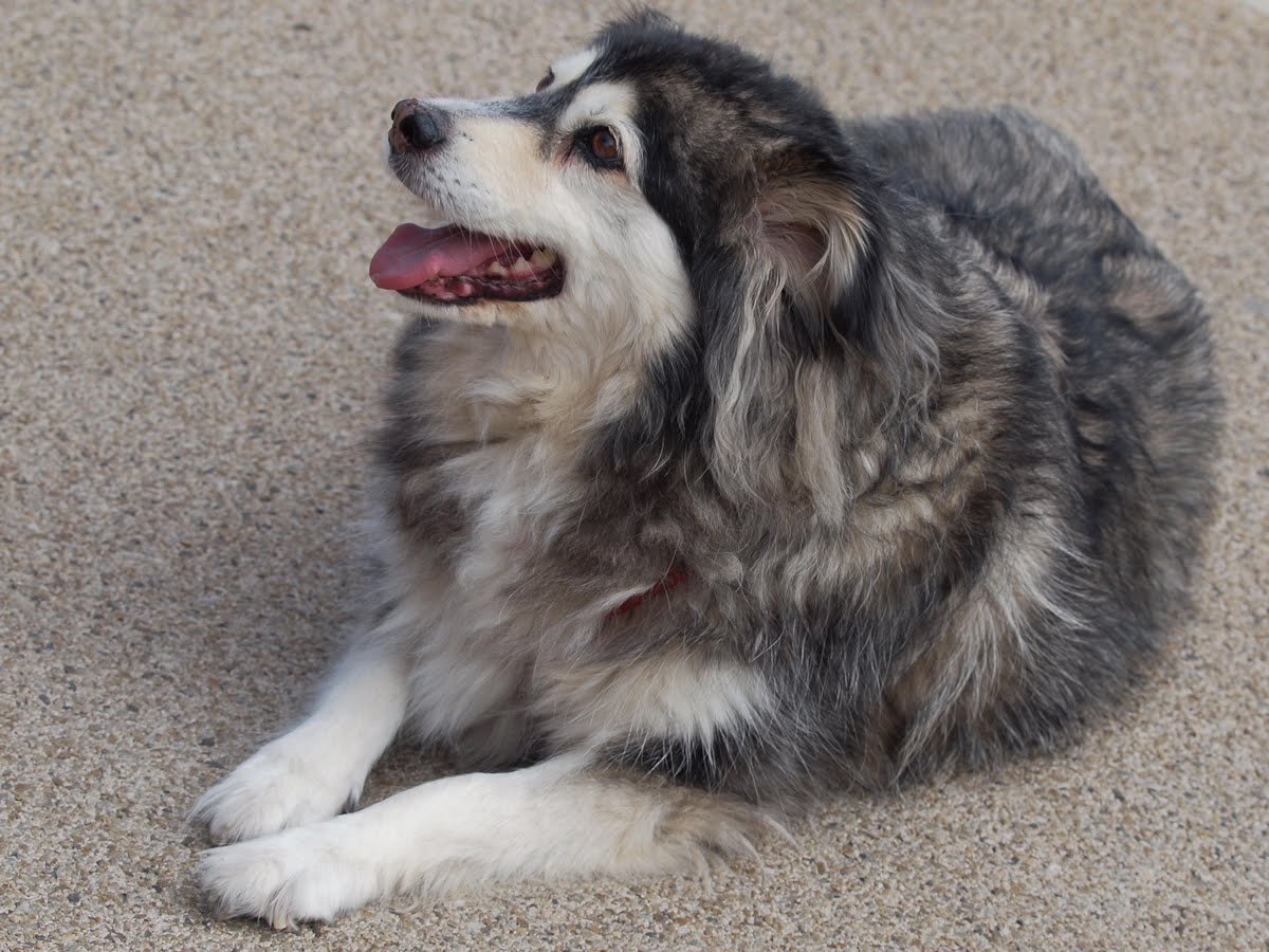 Border Collie Australian Shepherd Husky Mix