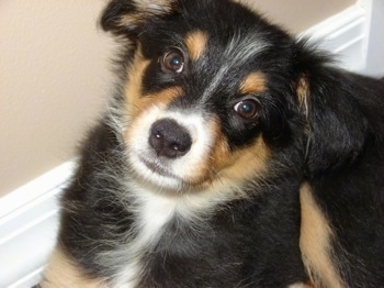 Border Collie Australian Shepherd Husky Mix