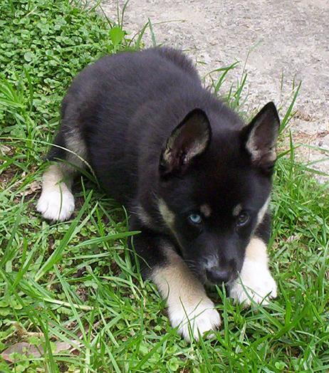 Border Collie Australian Shepherd Husky Mix