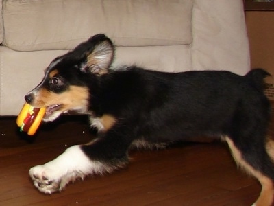 Border Collie Australian Shepherd Husky Mix