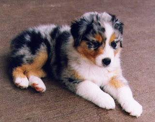 Border Collie Australian Shepherd Mix Puppies