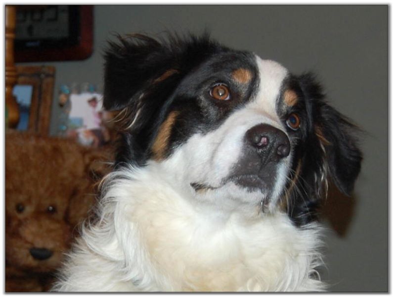 Border Collie Australian Shepherd Mix Puppies