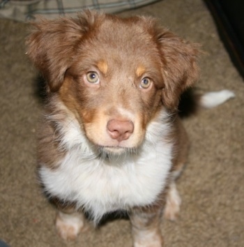 Border Collie Australian Shepherd Mix Puppies