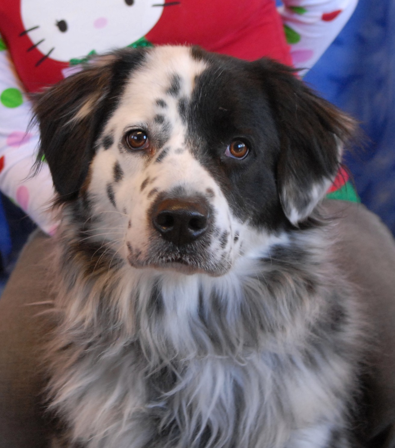 Border Collie Australian Shepherd Mix Puppies