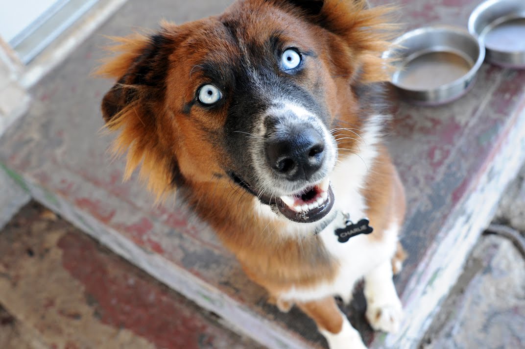 Border Collie Australian Shepherd Mix Puppies