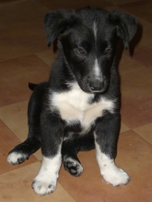 Border Collie Australian Shepherd Mix Puppies