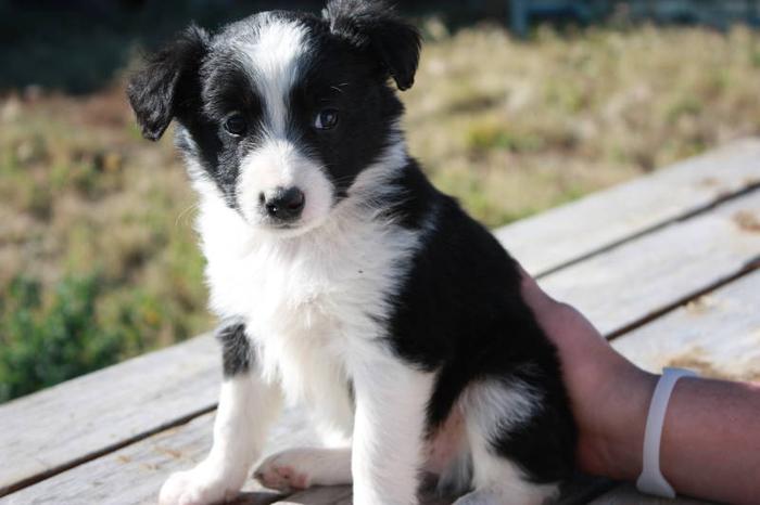 Border Collie Australian Shepherd Mix Puppies