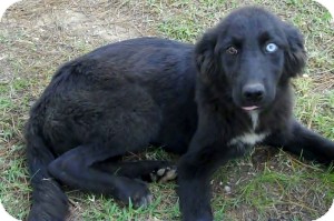 Border Collie Australian Shepherd Mix Puppies For Sale