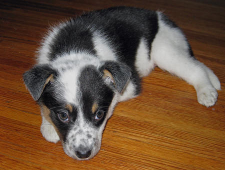 Border Collie Australian Shepherd Mix Puppies For Sale