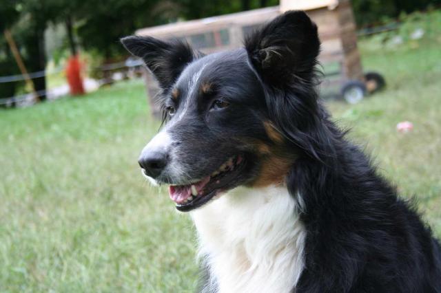 Border Collie Australian Shepherd Mix Puppies For Sale