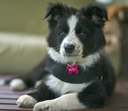 Border Collie Australian Shepherd Mix Puppies For Sale California