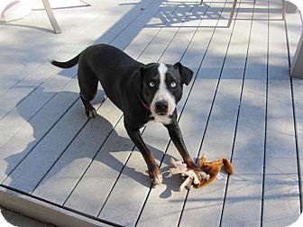 Border Collie Australian Shepherd Mix Puppies For Sale California