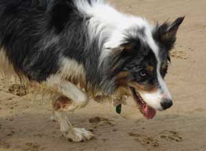 Border Collie Australian Shepherd Mix Puppies For Sale California