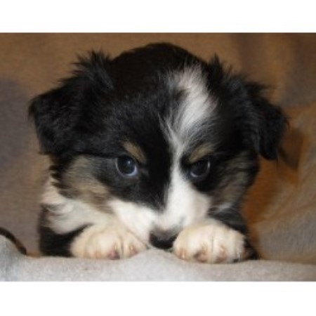 Border Collie Australian Shepherd Mix Puppies For Sale In Texas