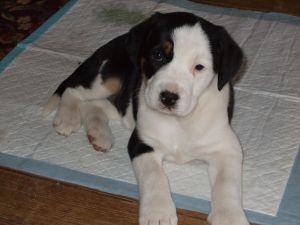 Border Collie Australian Shepherd Mix Puppies For Sale In Texas