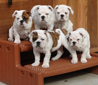 Boxer English Bulldog Mix Puppies