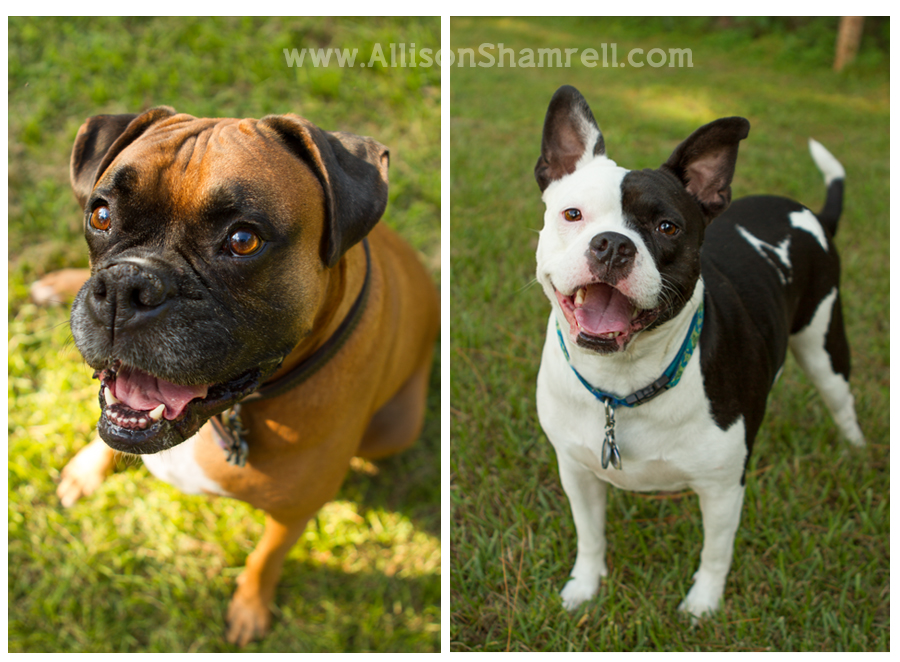 Boxer English Bulldog Mix Puppies