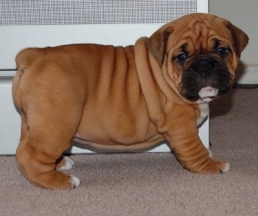 Boxer English Bulldog Mix Puppies