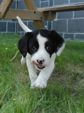 Boxer English Springer Spaniel Mix