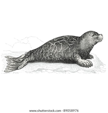 C Seal