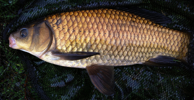 Cage Feeder Rigs Barbel