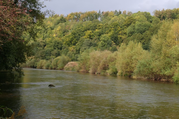 Cage Feeder Rigs Barbel