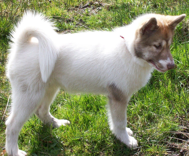 Canadian Eskimo Dog Breeders