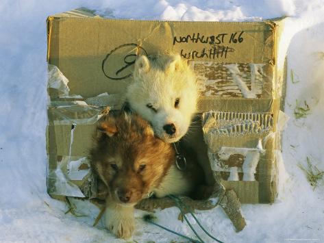 Canadian Eskimo Dog Breeders