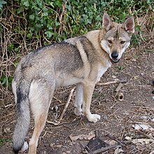 Canadian Eskimo Dog Breeders