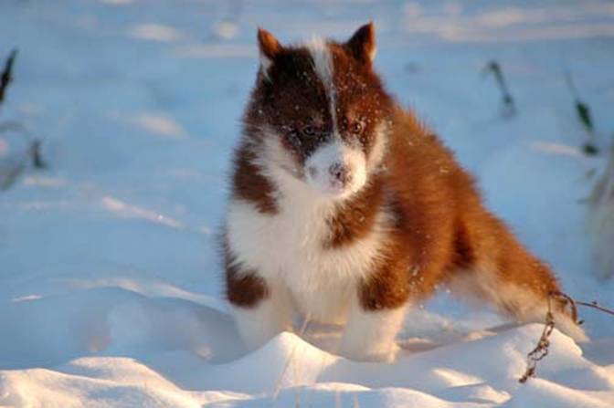 Canadian Eskimo Dog Breeders