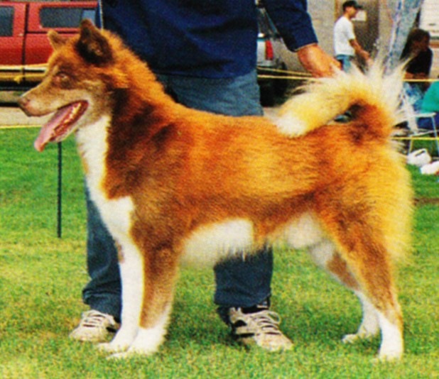 Canadian Eskimo Dog Breeders