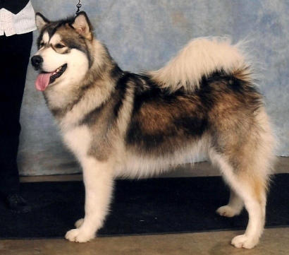 Canadian Eskimo Dog Breeders Alberta