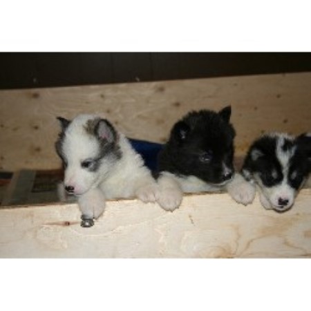 Canadian Eskimo Dog Breeders Ontario