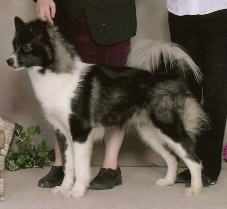 Canadian Eskimo Dog Breeders Ontario