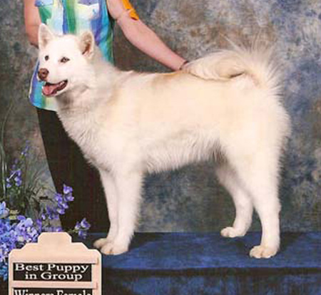 Canadian Eskimo Dog Breeders Ontario