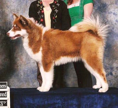 Canadian Eskimo Dog Breeders Ontario