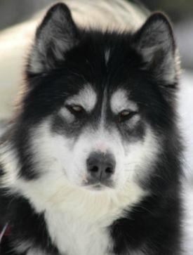 Canadian Eskimo Dog Breeders Ontario