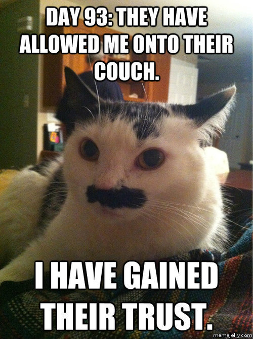 Cat Memes Tumblr