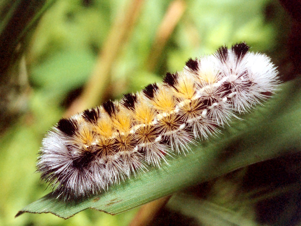 Caterpillar